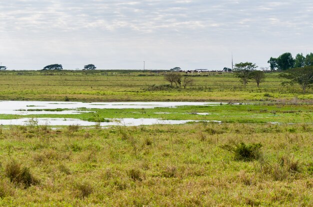 Immagine delle zone umide brasiliane