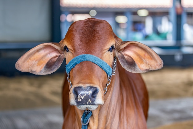 Brazilian Zebu elite cattle in a exhibition park