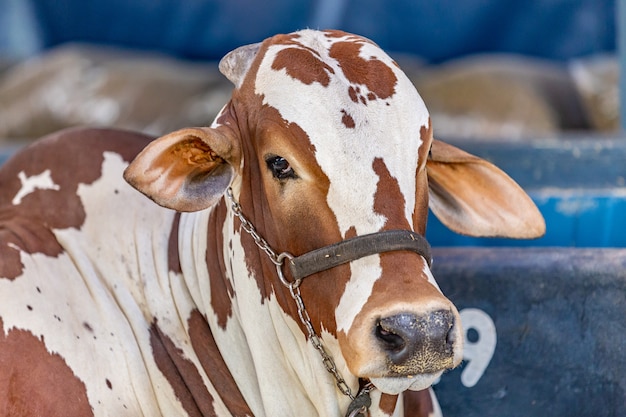 Brazilian Zebu elite cattle in a exhibition park