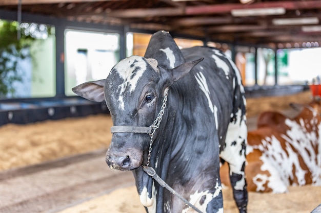 Brazilian Zebu elite cattle in a exhibition park