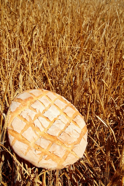 Bread bun round on golden wheat straw