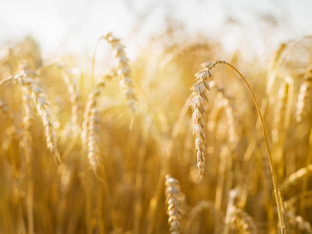 Foto campo di pane di un nuovo raccolto in una giornata di sole