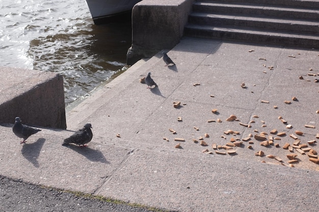 Bread thrown on ground. The wrong way to dispose of food.