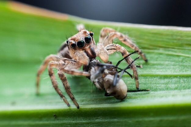 ハエトリグモの朝食