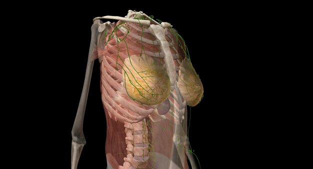 Photo the breast is an apocrine gland that produces the milk used to feed an infant