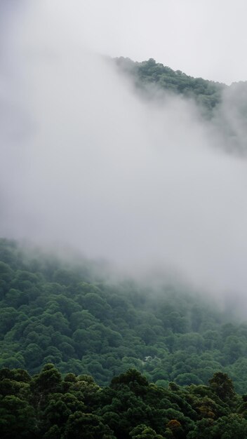 breathtaking foggy mountain covered with trees