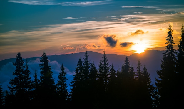 Breathtaking sunset in coniferous forest.