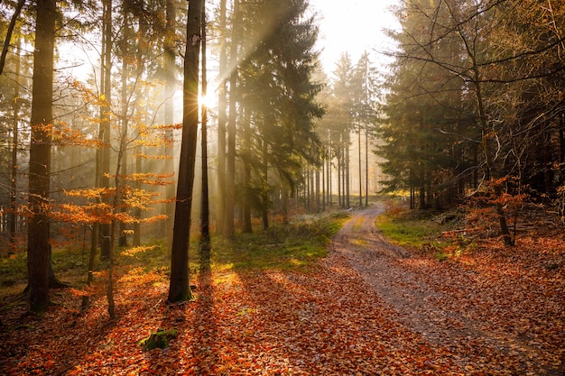 Breathtaking view of early morning sunrise in the woods with beautiful autumn colors