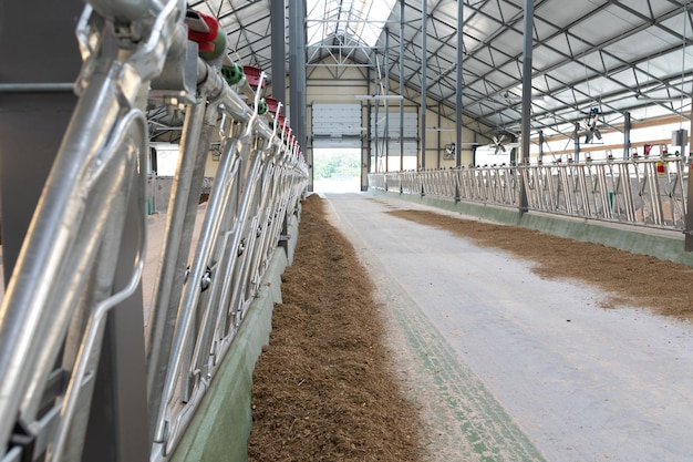 Brede doorgang tussen voerbakken voor mengvoer op een moderne koeienboerderij