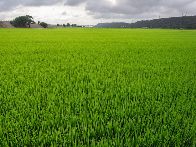 Brede en groene rijstveldachtergrond