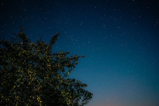 Brede groene boom op de achtergrond van diepe nachtelijke hemel en fonkelende sterren