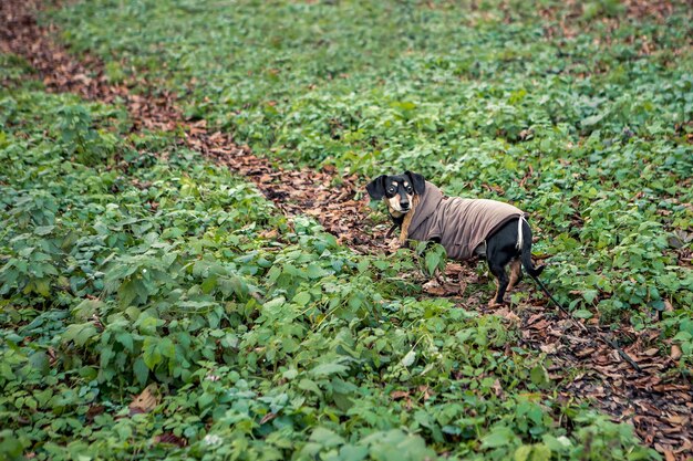 市内の緑豊かな公園で犬のダックスフント黒日焼け犬の散歩を繁殖