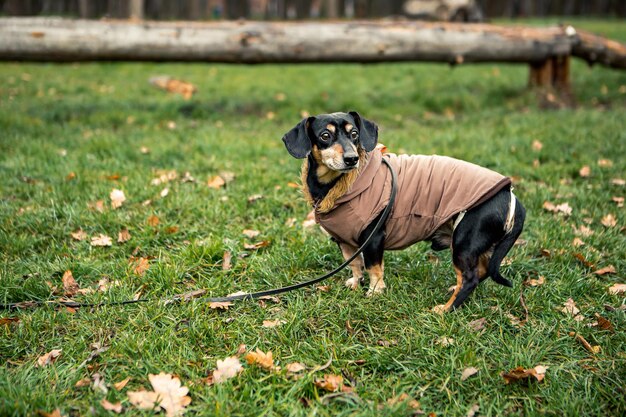 市内の緑豊かな公園で犬のダックスフント黒日焼け犬の散歩を繁殖