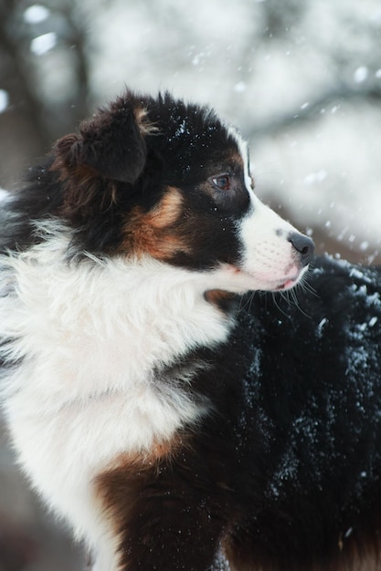 품종 개 Australian Shepherd aussi