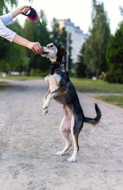 写真 繁殖犬はハスキーとイングリッシュスパニエルを繁殖させます