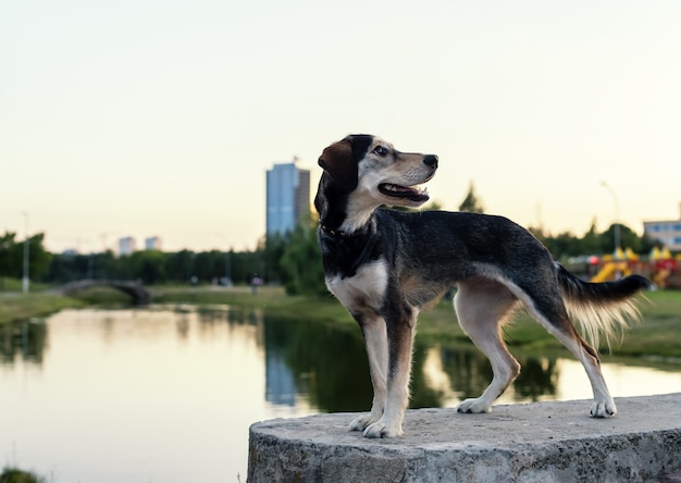 Breed dog breeds Husky and English spaniel