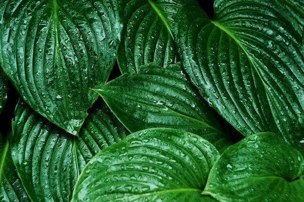 Breed groen blad met waterdruppels