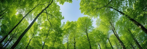 breed uitzicht op hoge groene bomen