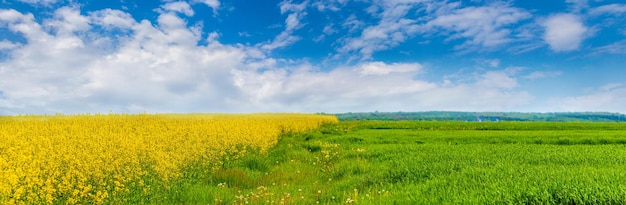 Breed veld met gele koolzaadbloemen en groen gras, schilderachtige lucht boven het veld op een zonnige lentedag