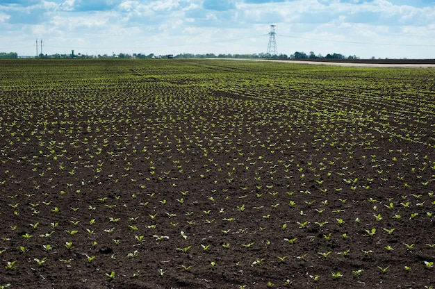 Breed veld met suikerbietenspruiten