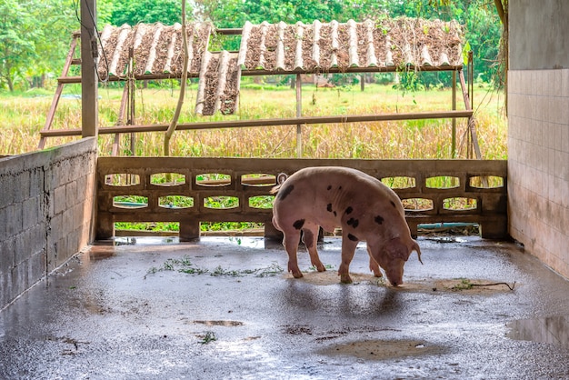 Breeder red pigs on a farm