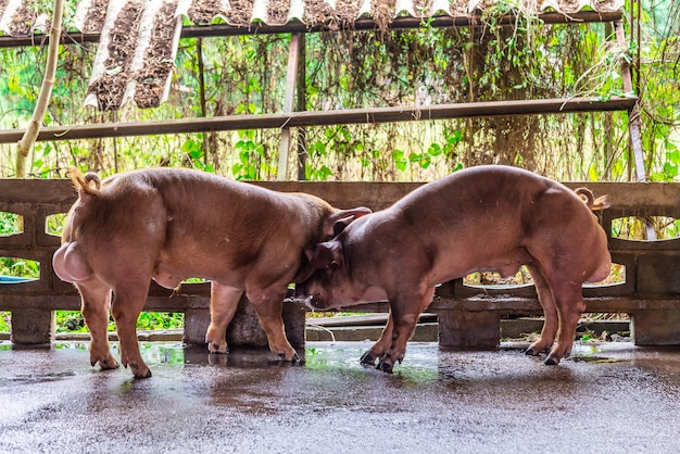 Breeder red pigs on a farm