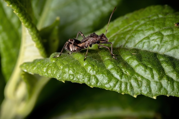 Breedhoofdige Bug Nimf van de familie Alydidae