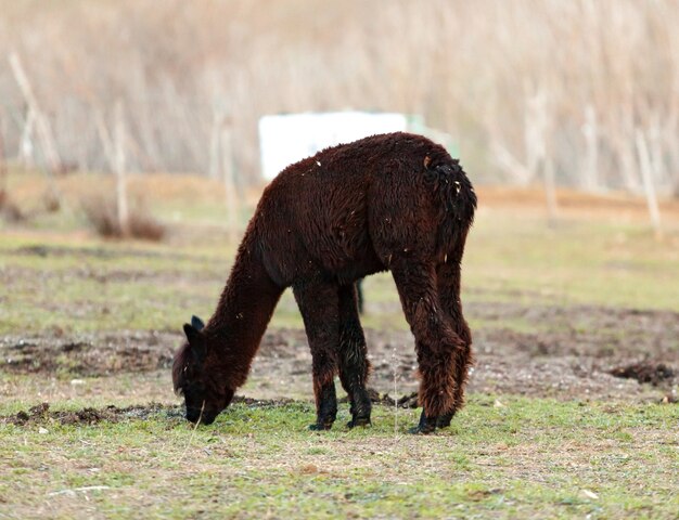 Photo breeding of alpacas in tuscany.