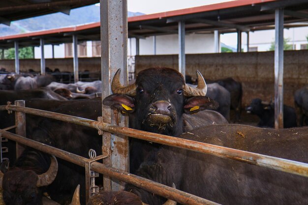 Breeding of Bufale Campane in southern Italy used for the production of milk 