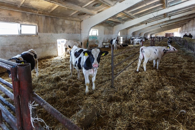 無料の畜産で牛を飼育している牛舎家畜牛農場黒白牛の群れが興味を持ってカメラを見ています