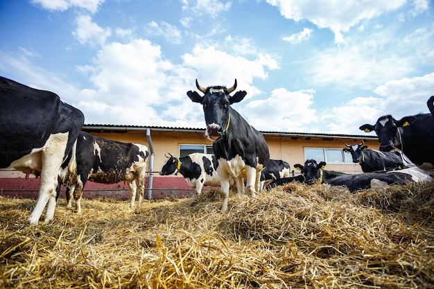 無料の畜産で牛を飼育している牛舎家畜牛農場黒白牛の群れが興味を持ってカメラを見ています