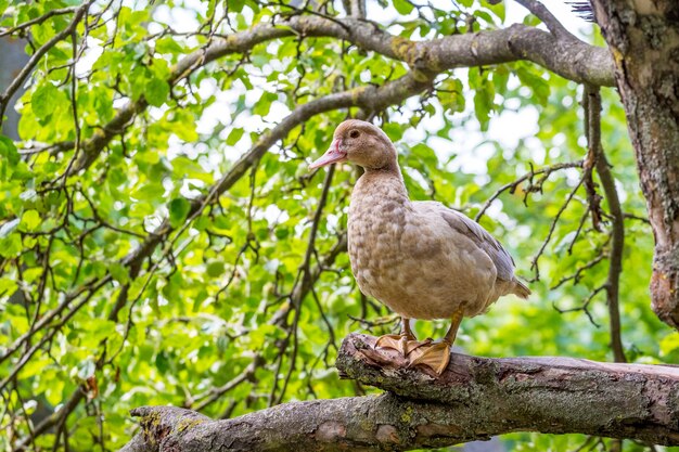 Photo breeding duck on a tree