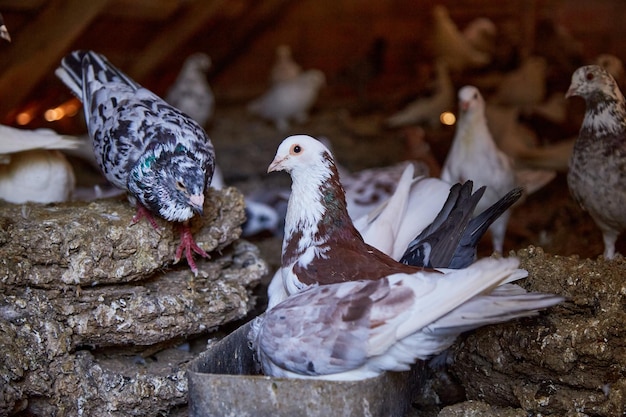 プライベートヤードで純血種のハトを飼育する鳥のための暖かい家魂のための趣味ダイエット肉ネイチャーコア田舎の牧歌的な生活のコンセプトコピースペース高品質の写真