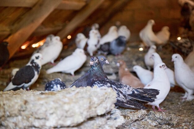 プライベートヤードで純血種のハトを飼育する鳥のための暖かい家魂のための趣味ダイエット肉ネイチャーコア田舎の牧歌的な生活のコンセプトコピースペース高品質の写真