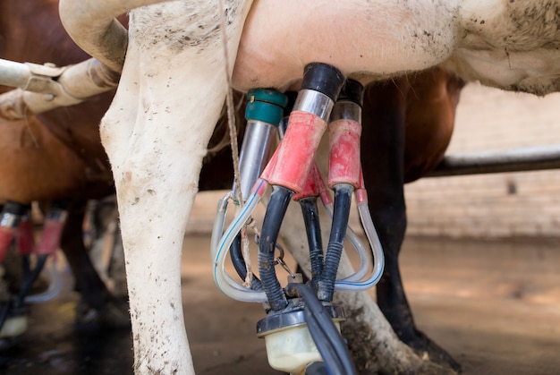 Breeding raising cattle on a livestock farm.