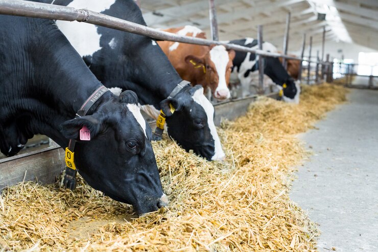 Breeding raising cattle on a livestock farm.