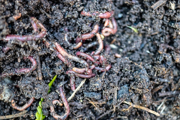 赤い虫デンドロベナの繁殖。肥沃土。自然土壌改良。釣りワーム。