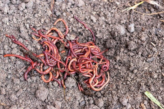 Foto allevamento di vermi rossi dendrobena terreno fertile miglioramento naturale del suolo vermi da pesca