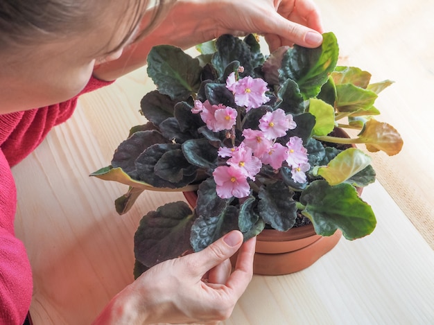 Breeding of senpolia. Indoor floriculture. Lady carefully cares for the plant in the pot.