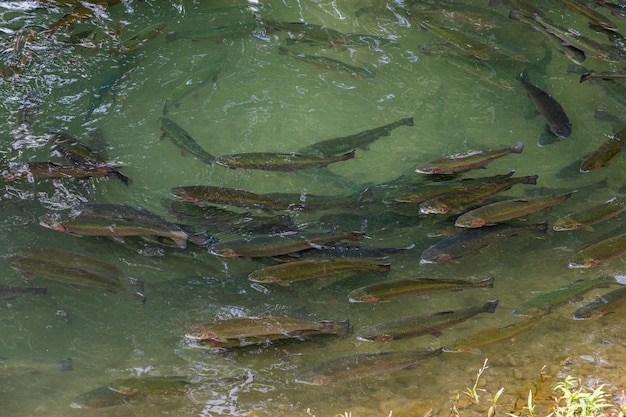 Breeding Trout in artificial ponds