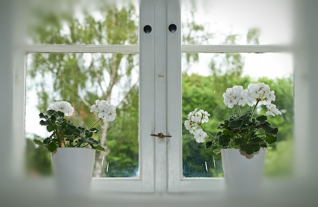 Brengt meer schoonheid in het zicht Een foto van een plant voor het raam