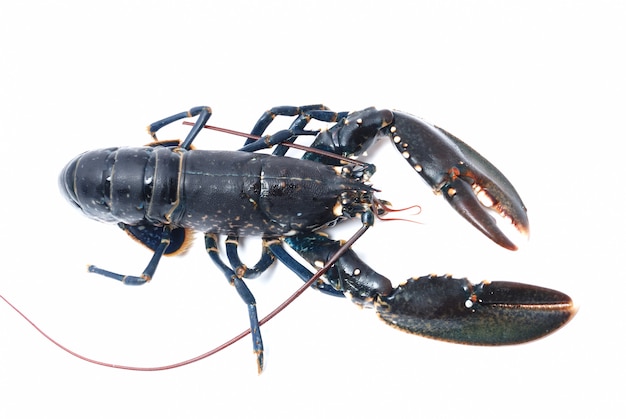 Breton lobster on white