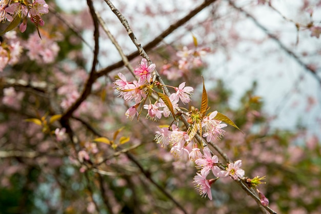 Bretschneidera sinensis, цветение chompoo phu kha в таиланде