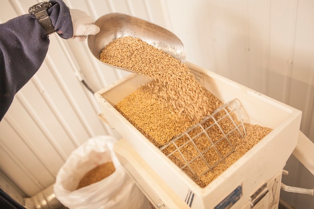 Brewer pouring barley seeds into grain mill at beer factory