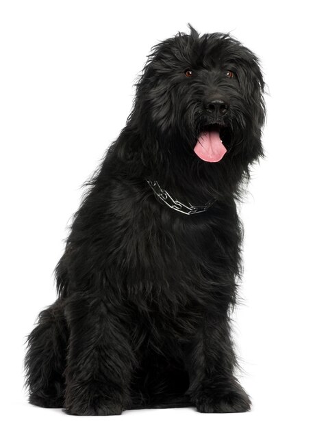 Briard, 3 years old, sitting 