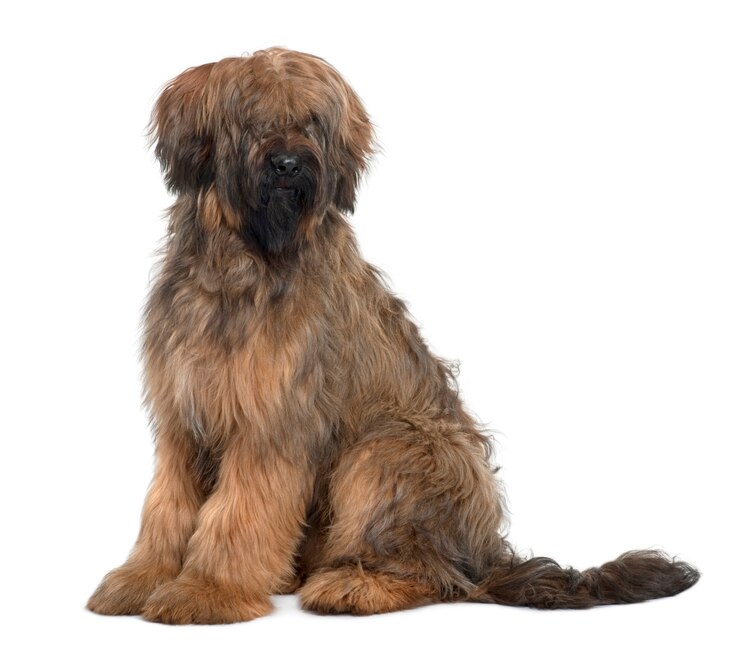 Foto briard, 9 maanden oud, zittend