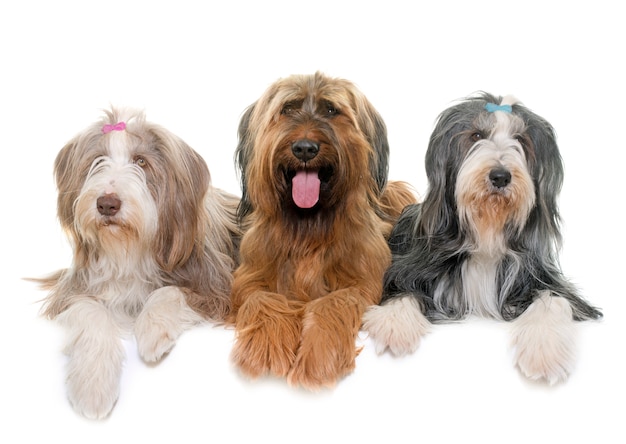 Briard dogand 수염 콜리