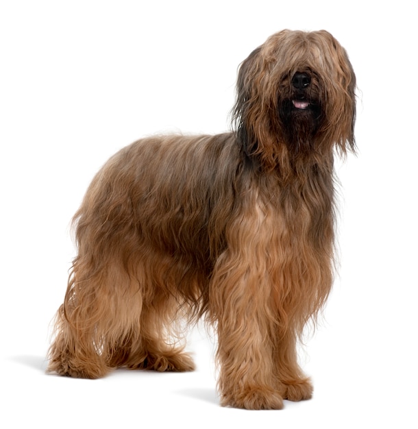 Briard hond, 4 jaar oud, staand