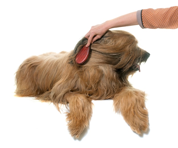 Briard-hond borstelen