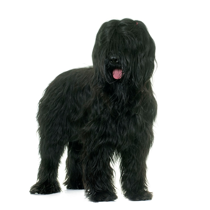 Foto briard hond
